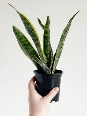 Laurentii Snake Plant